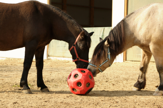 Kerbl Futterspielball