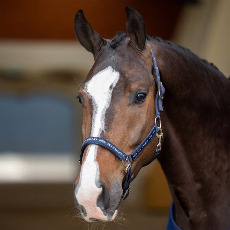 Halfter HVPNena von HV Polo