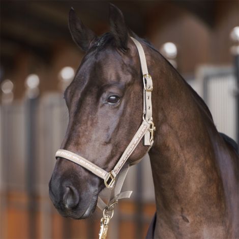 Halfter HVPNena von HV Polo