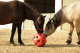 Kerbl Futterspielball