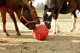 Kerbl Futterspielball